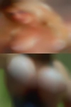 Swingers fucking girls